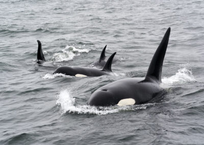 Pod of Orca Whales in the Puget Sound